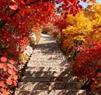 千佛山登高賞秋指南｜藏在城市裡的絕美秋色，錯過等一年！