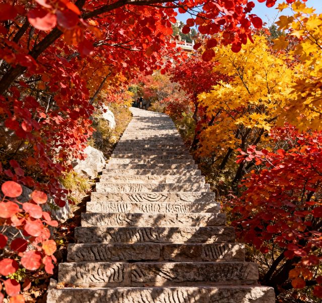 千佛山登高賞秋指南｜藏在城市裡的絕美秋色，錯過等一年！