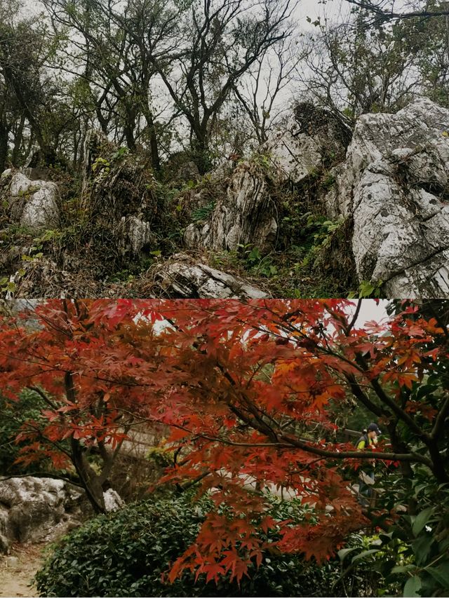 南京老山冬日限定！私藏絕美觀景台