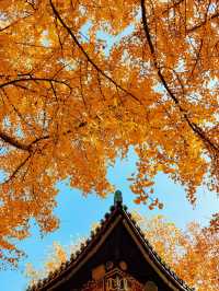 南京絕美銀杏大道曝光金色童話輕鬆get