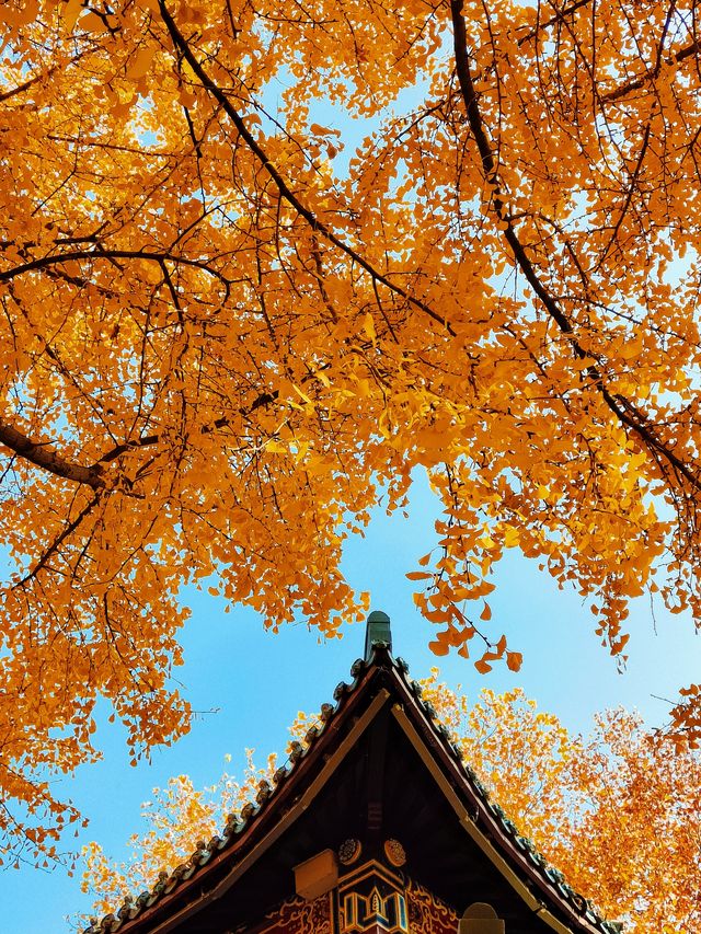 南京絕美銀杏大道曝光金色童話輕鬆get