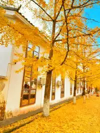 廣東秋日天花板1.5h 直達粵北金色夢境