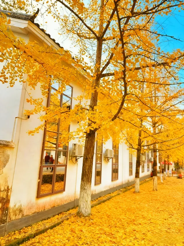 廣東秋日天花板1.5h 直達粵北金色夢境 廣東秋日天花板1.5h 直達粵北金色夢境