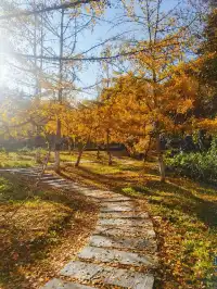 廣東賞秋好去處帽子峰林場賞銀杏攻略