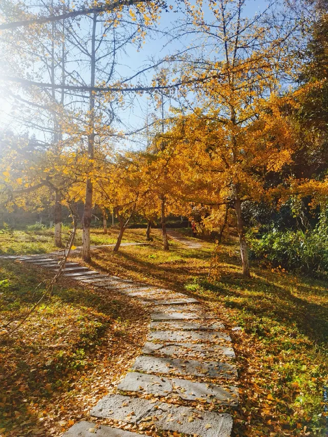 廣東賞秋好去處帽子峰林場賞銀杏攻略 廣東賞秋好去處帽子峰林場賞銀杏攻略