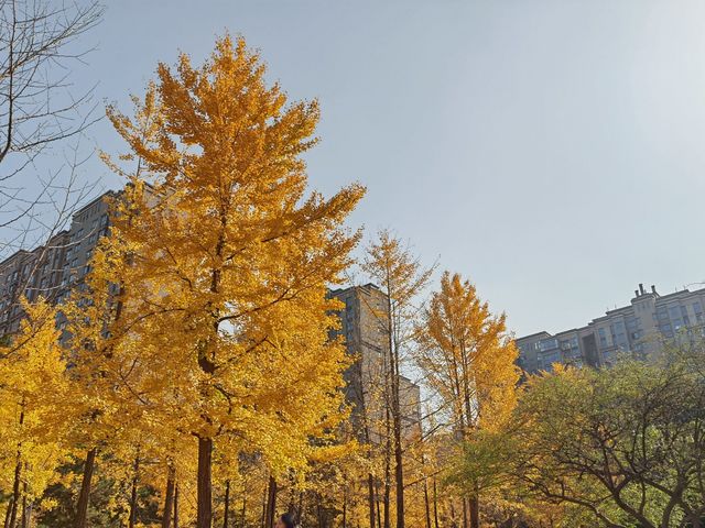 秦陵遺址賞秋攻略