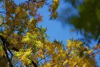 劍川桑嶺村|百年古木林美成了打翻的調色盤