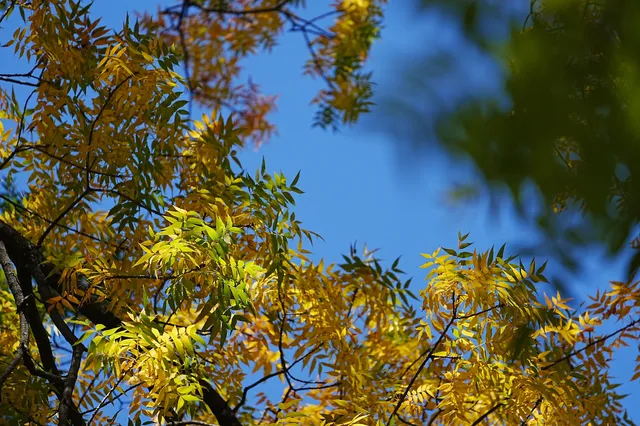 劍川桑嶺村|百年古木林美成了打翻的調色盤 劍川桑嶺村|百年古木林美成了打翻的調色盤