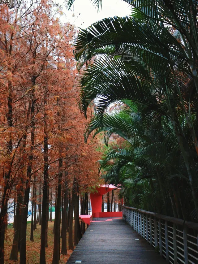 落羽杉紅啦！週末逛個公園也能拍秋日大片！