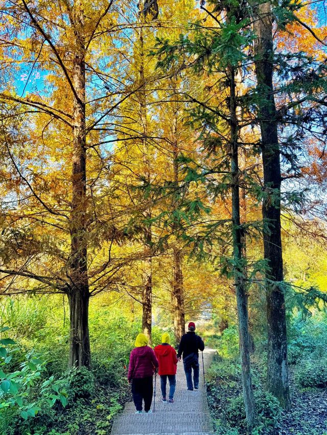浙江人速衝安徽齊雲山免票攻略修仙賞秋兩日遊
