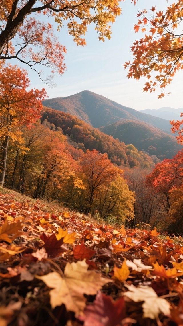 蘇州人的秋天私藏!會發光的楓葉 蘇州人的秋天私藏!會發光的楓葉