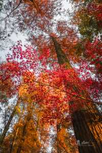 武漢秋景實拍!從未見過如此盛大的秋天