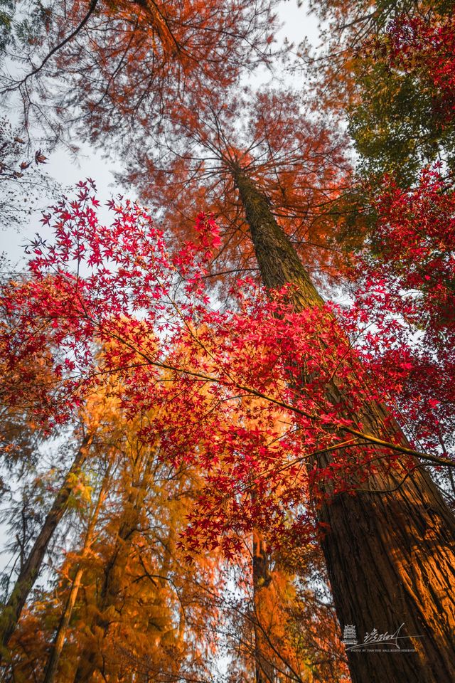 武漢秋景實拍!從未見過如此盛大的秋天 武漢秋景實拍!從未見過如此盛大的秋天