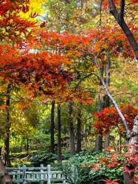 申城賞秋正當時