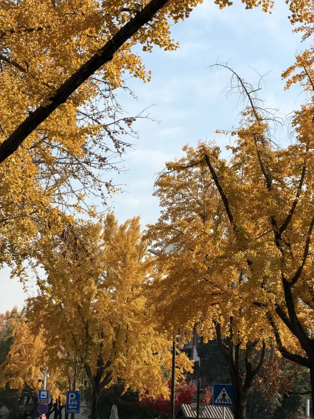 11.30 Yangzhou Yanfu Road Ginkgo Trees at Full Bloom