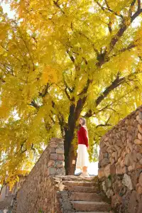 永嘉銀杏王超出片機位!!!