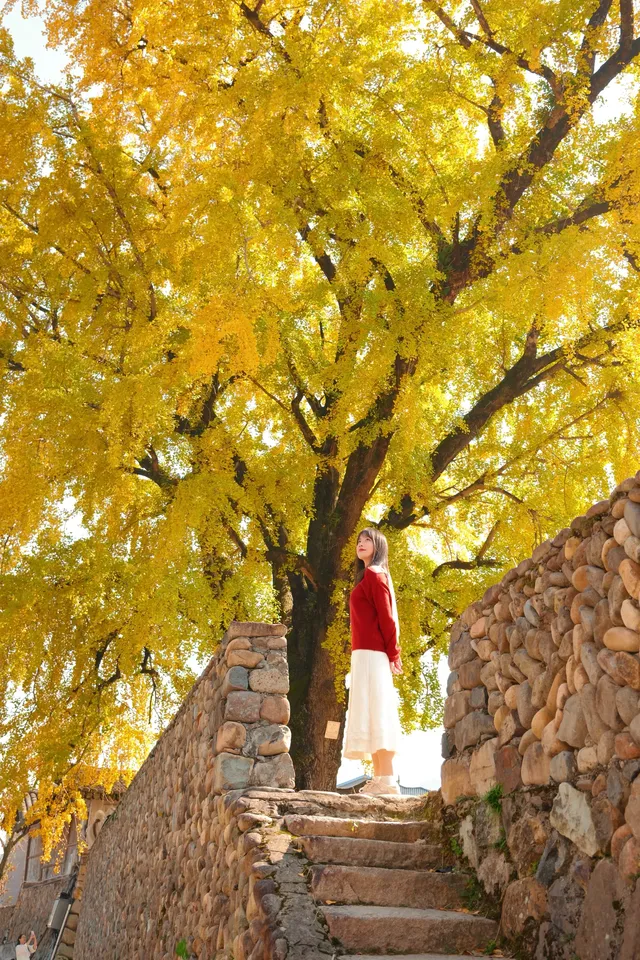 永嘉銀杏王超出片機位!!! 永嘉銀杏王超出片機位!!!
