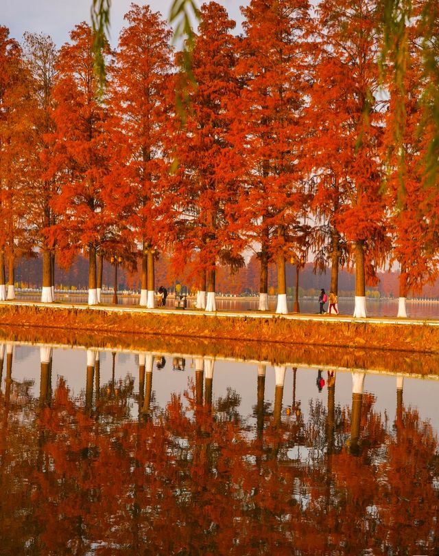 武漢的秋天還是太權威了······ 武漢的秋天還是太權威了······