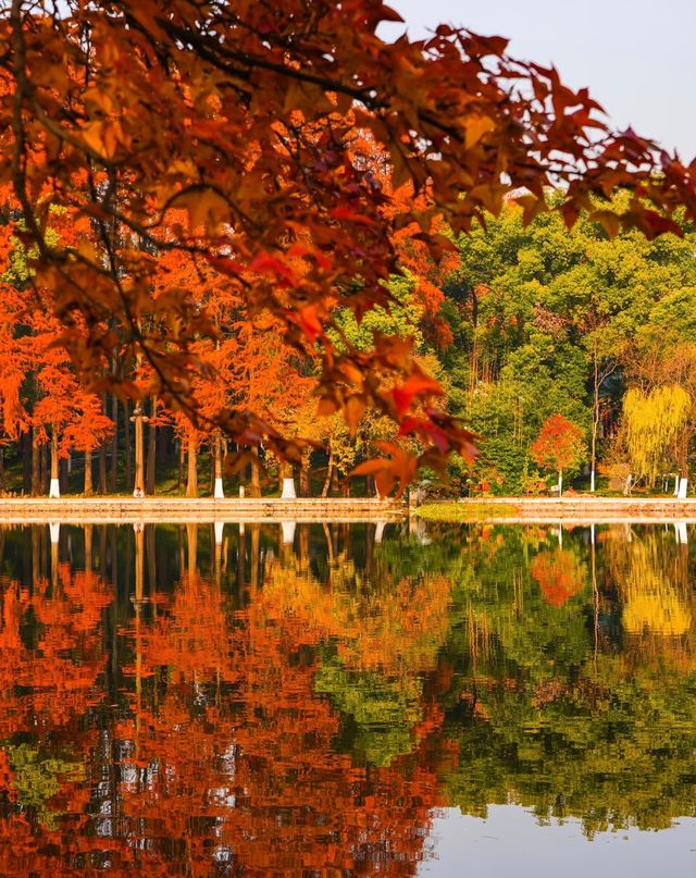 武漢的秋天還是太權威了······ 武漢的秋天還是太權威了······