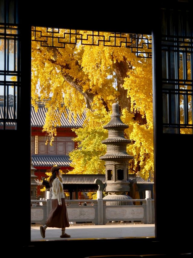 報國寺銀杏觀賞指南