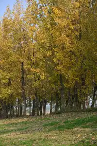 還用去擠白鷺灣?人少景美的水杉秘境!