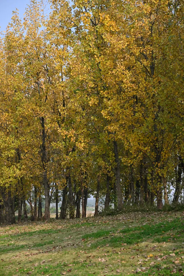 還用去擠白鷺灣?人少景美的水杉秘境! 還用去擠白鷺灣?人少景美的水杉秘境!