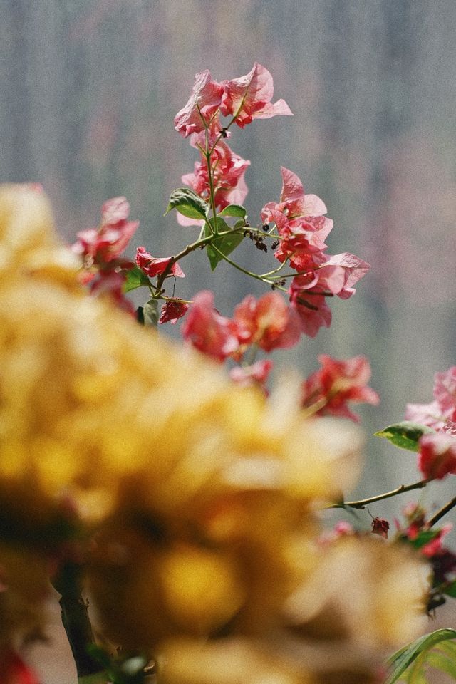 淀山湖喜來登偶遇網紅黑貓店長|松下S9膠片風大片 淀山湖喜來登偶遇網紅黑貓店長|松下S9膠片風大片