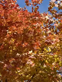 感謝杭州指南村 成功get秋日壁紙