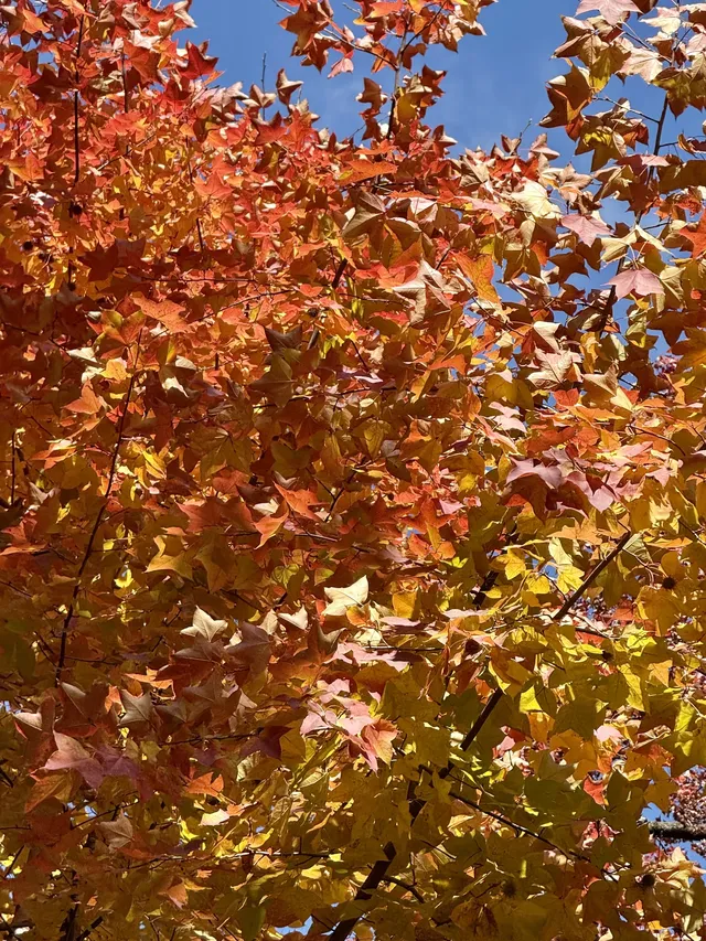 感謝杭州指南村 成功get秋日壁紙 感謝杭州指南村 成功get秋日壁紙