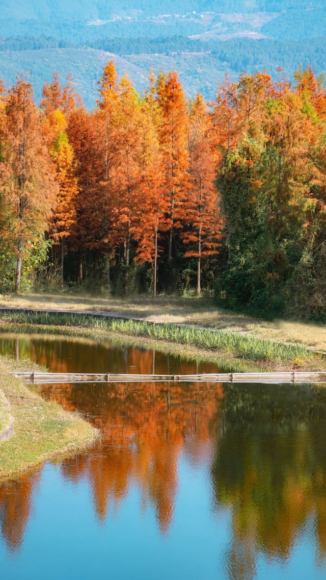 冬日邂逅西昌小漁村紅杉林：把邛海的溫柔揉進紅杉的焦糖色裡