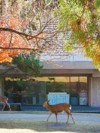 11月好去處|秋遊奈良春日野園地:邂逅自然與古韻