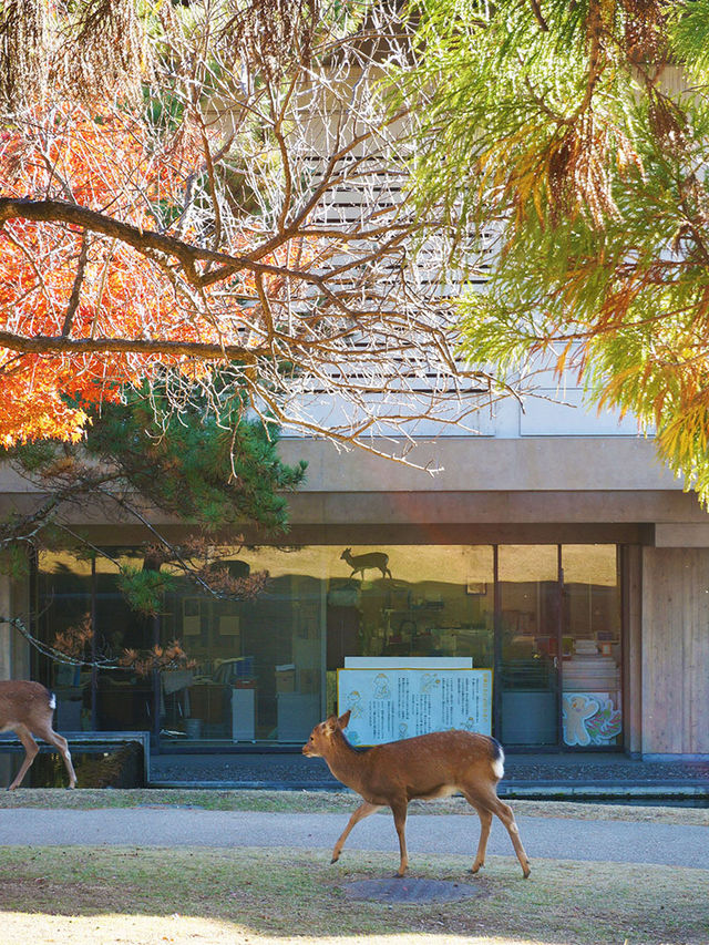 11月好去處|秋遊奈良春日野園地:邂逅自然與古韻 11月好去處|秋遊奈良春日野園地:邂逅自然與古韻