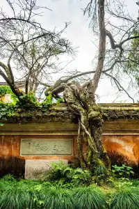 千年古剎-國清寺 靜心之旅