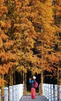 終於等來上海天花板水杉林的封神期附攻略