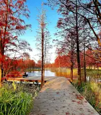 預警三林濱江落羽杉即將紅透，最佳觀賞期