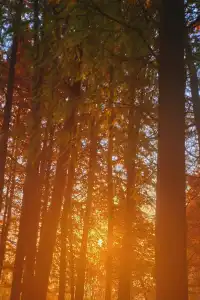 金山寺旁的「童話水杉林」，小朋友玩到不想走