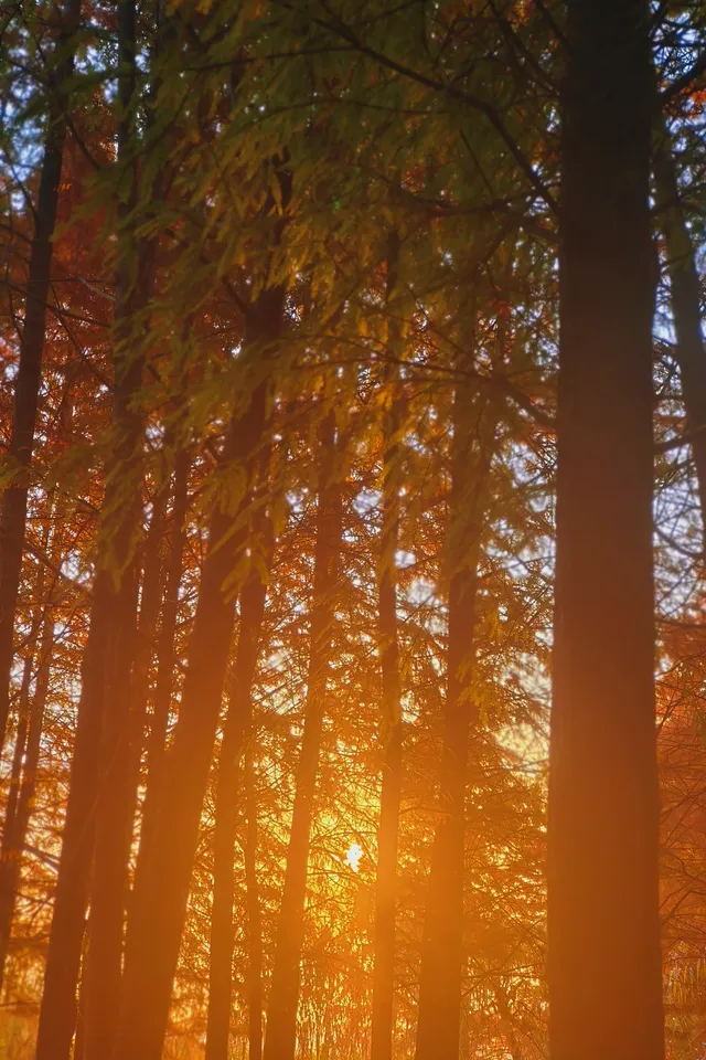 金山寺旁的「童話水杉林」，小朋友玩到不想走