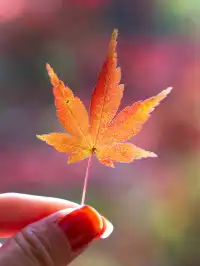 南京2天1晚 丨超詳細賞秋寶藏路線