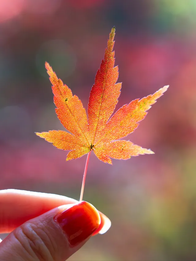 南京2天1晚 丨超詳細賞秋寶藏路線