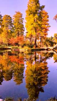 杉舞金虹·武漢植物園初冬畫冊