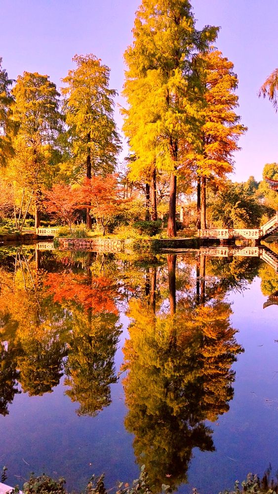 杉舞金虹·武漢植物園初冬畫冊 杉舞金虹·武漢植物園初冬畫冊