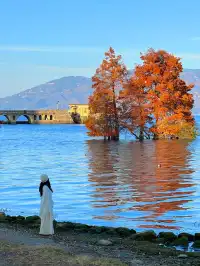 18圖告訴你,現在的大理水杉季究竟有多美……