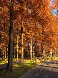 鹽城初冬封神!黃海森林公園紅杉暴擊,美到心顫