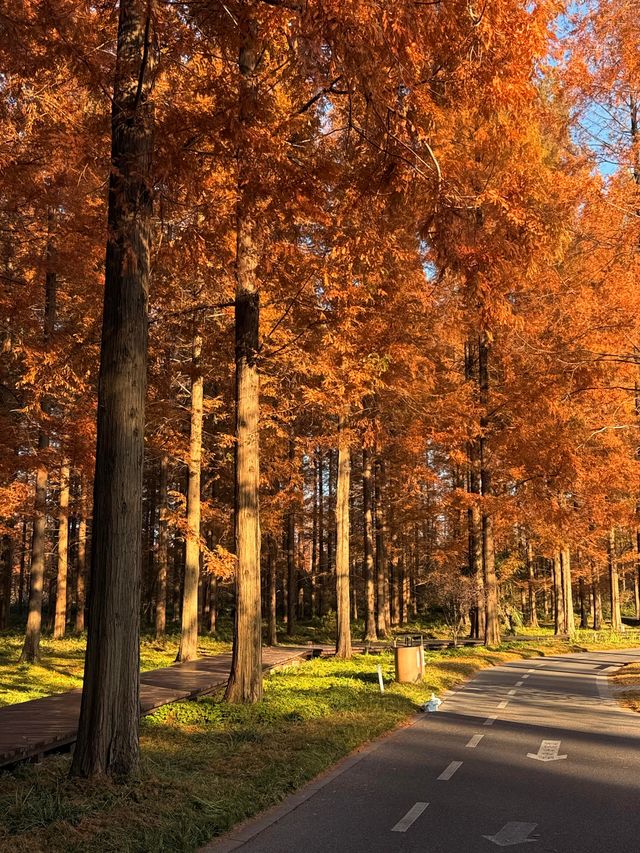 鹽城初冬封神!黃海森林公園紅杉暴擊,美到心顫 鹽城初冬封神!黃海森林公園紅杉暴擊,美到心顫