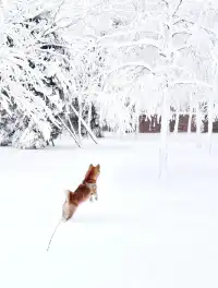 人,下雪天世界就變成了童話