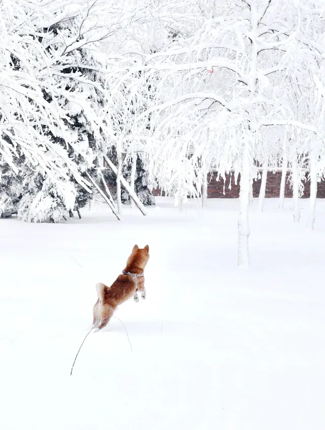人,下雪天世界就變成了童話 人,下雪天世界就變成了童話