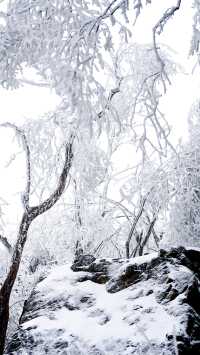 北京初雪刷屏南京紫金山霧淞已在路上!東北平替絕美暴擊