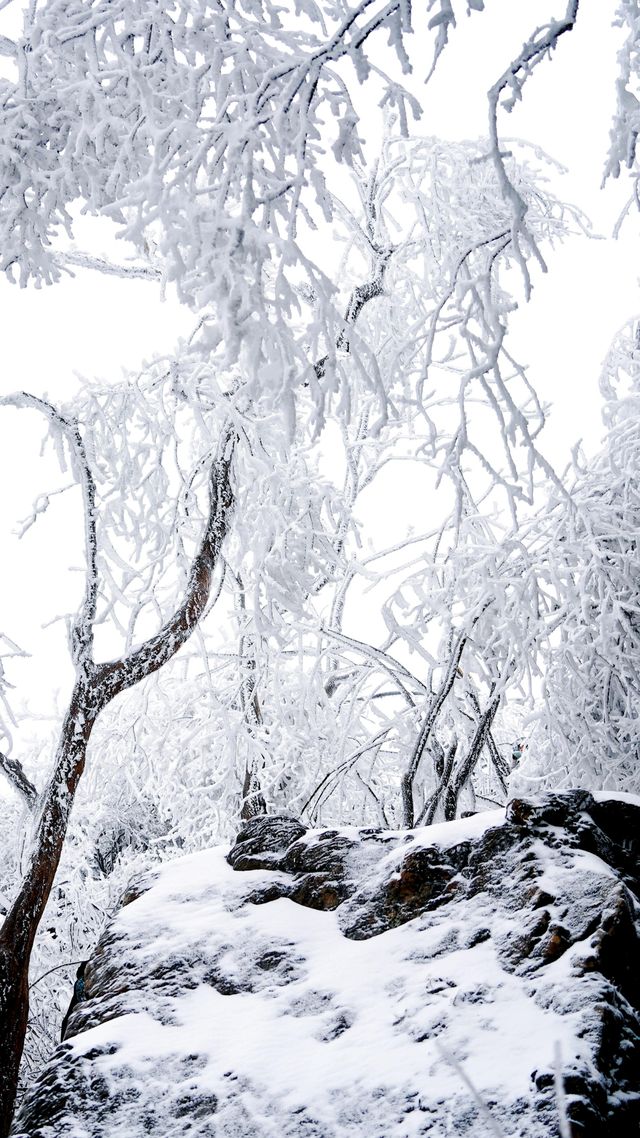 北京初雪刷屏南京紫金山霧淞已在路上!東北平替絕美暴擊 北京初雪刷屏南京紫金山霧淞已在路上!東北平替絕美暴擊