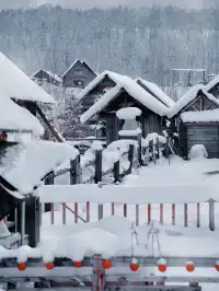 阿達西,今年的禾木我來看了