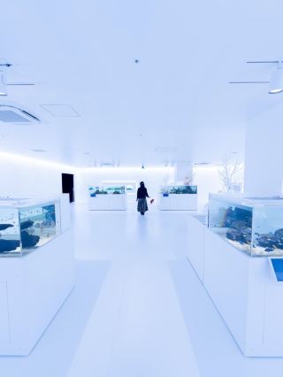 Hiroshima's Magical Ocean Adventure